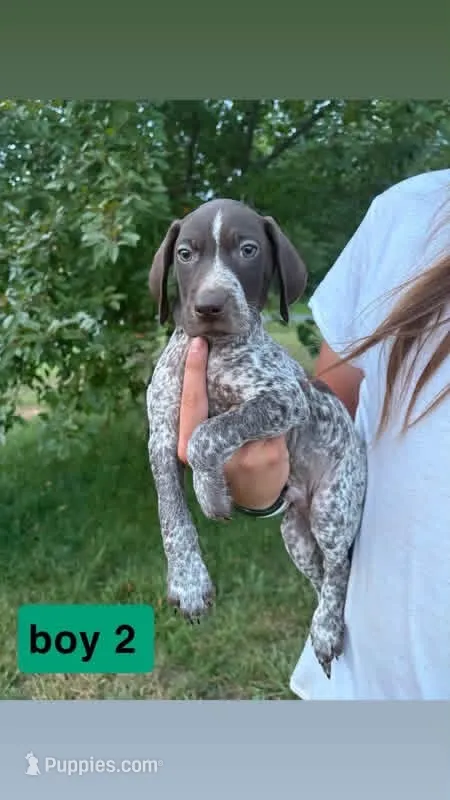 Boy 2 – German Shorthaired Pointer puppy for sale in Amherst, VA