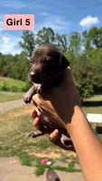 Girl 5, a female German Shorthaired Pointer for sale in Amherst, VA – 4 of 7