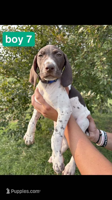 Boy 7 – German Shorthaired Pointer puppy for sale in Amherst, VA