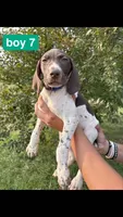 Boy 7, a male German Shorthaired Pointer for sale in Amherst, VA – 1 of 3