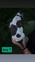 Boy 7, a male German Shorthaired Pointer for sale in Amherst, VA – 2 of 2