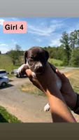 Girl 4, a female German Shorthaired Pointer for sale in Amherst, VA – 8 of 10