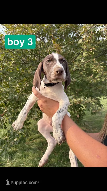 Boy 3 – German Shorthaired Pointer puppy for sale in Amherst, VA