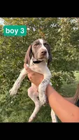 Boy 3, a male German Shorthaired Pointer for sale in Amherst, VA – 1 of 3