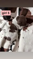 Girl 5, a female German Shorthaired Pointer for sale in Amherst, VA – 2 of 2