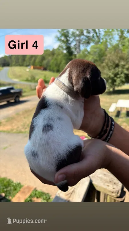 Girl 4 – German Shorthaired Pointer puppy for sale in Amherst, VA