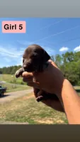 Girl 5, a female German Shorthaired Pointer for sale in Amherst, VA – 3 of 7