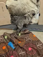 Lime, a female Irish Wolfhound for sale in Pueblo, CO – 3 of 7