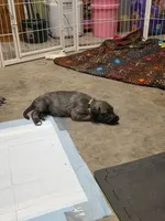 Lemon, a female Irish Wolfhound for sale in Pueblo, CO – 2 of 6