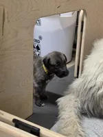 Lemon, a female Irish Wolfhound for sale in Pueblo, CO – 1 of 6