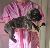 Tootsie / Pink, a female Irish Wolfhound for sale in Pueblo, CO – Photo 2 of 2