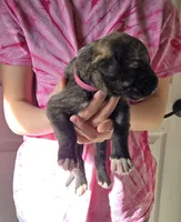 Tootsie / Pink, a female Irish Wolfhound for sale in Pueblo, CO – Photo 1 of 2