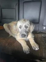 Bjorn, a male Irish Wolfhound for sale in Pueblo, CO – 3 of 3