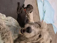 Orange, a male Irish Wolfhound for sale in Pueblo, CO – 4 of 7