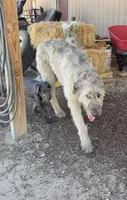Lemon, a female Irish Wolfhound for sale in Pueblo, CO – 6 of 6