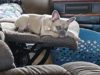 Bunny, a female French Bulldog for sale in Pueblo, CO – Photo 2 of 3