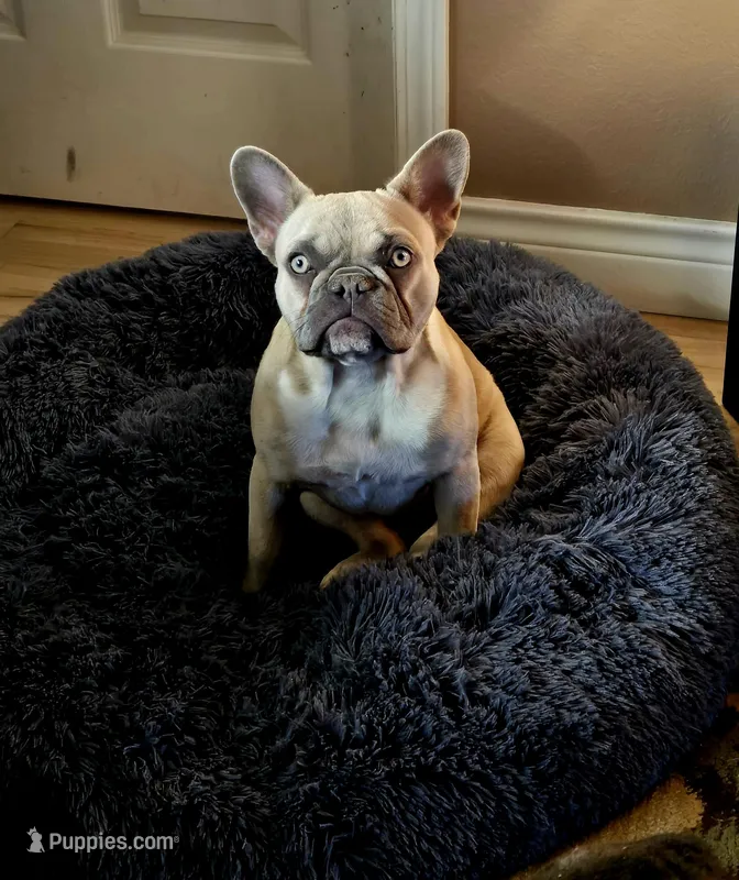 Bunny – French Bulldog puppy for sale in Pueblo, CO