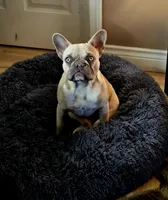 Bunny, a female French Bulldog for sale in Pueblo, CO – Photo 1 of 3