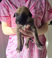 Babe / Beige, a female Irish Wolfhound for sale in Pueblo, CO – Photo 1 of 2