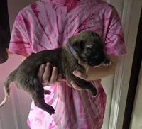 Buddy / Blue, a male Irish Wolfhound for sale in Pueblo, CO – Photo 2 of 2