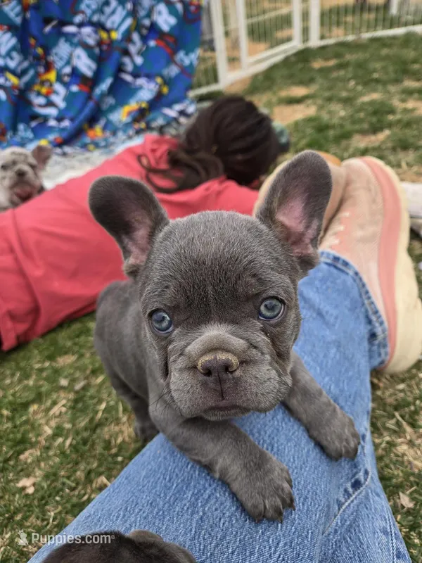 Bluey – French Bulldog puppy for sale in Pueblo, CO