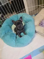 Bluey, a male French Bulldog for sale in Pueblo, CO – Photo 2 of 3