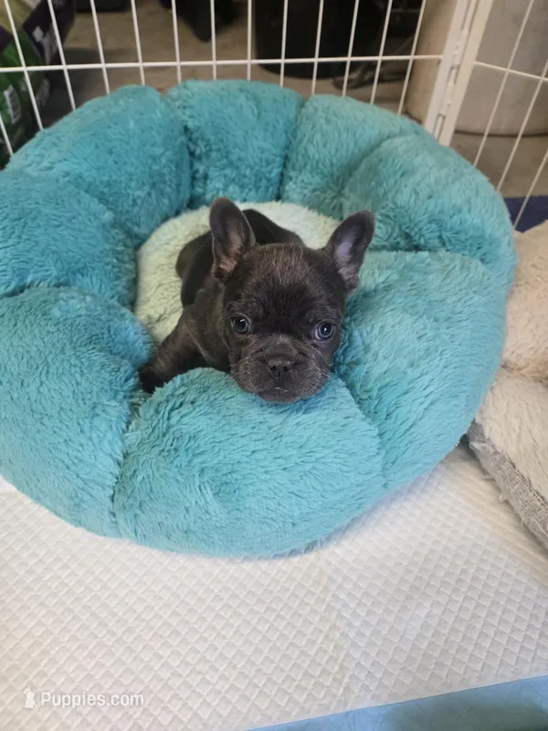 Bluey – French Bulldog puppy for sale in Pueblo, CO