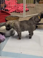 Lime, a female Irish Wolfhound for sale in Pueblo, CO – 2 of 7