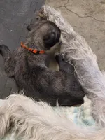 Orange, a male Irish Wolfhound for sale in Pueblo, CO – 2 of 7
