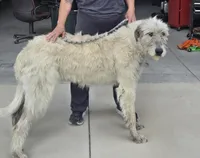 Lemon, a female Irish Wolfhound for sale in Pueblo, CO – 5 of 6