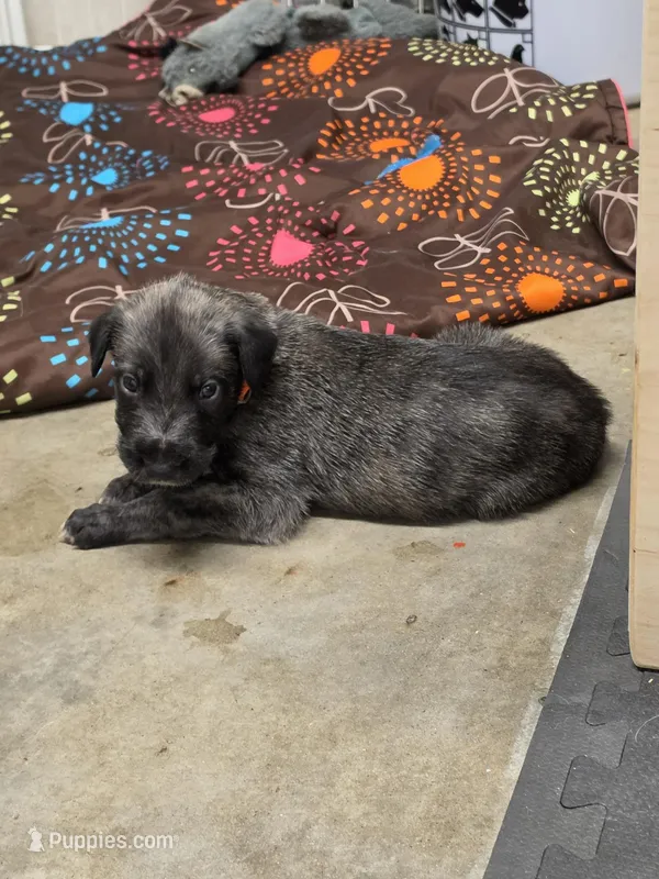 Orange – Irish Wolfhound puppy for sale in Pueblo, CO