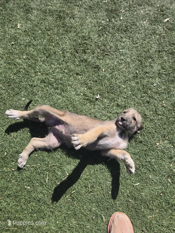 Fern / Green – Irish Wolfhound puppy for sale in Pueblo, CO