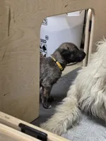 Lemon, a female Irish Wolfhound for sale in Pueblo, CO – 4 of 6