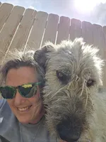Grape, a female Irish Wolfhound for sale in Pueblo, CO – 4 of 5