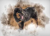 Smooch, a male Australian Shepherd for sale in Pueblo, CO – Photo 1 of 3