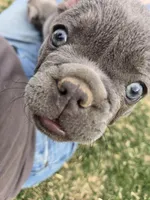 Dilly, a male French Bulldog for sale in Pueblo, CO – Photo 4 of 4