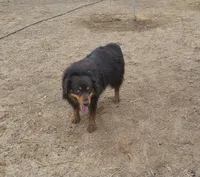 Smooch, a male Australian Shepherd for sale in Pueblo, CO – Photo 3 of 3
