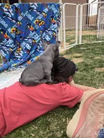 Dilly, a male French Bulldog for sale in Pueblo, CO – Photo 3 of 4