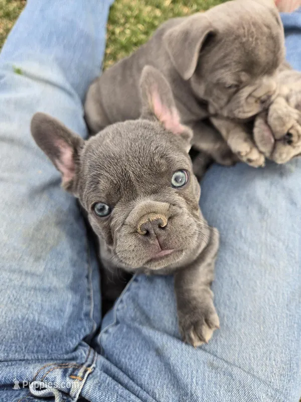 Dilly, a male French Bulldog for sale in Pueblo, CO – Photo 1 of 4