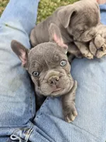 Dilly, a male French Bulldog for sale in Pueblo, CO – Photo 1 of 4