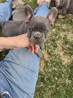 Dilly, a male French Bulldog for sale in Pueblo, CO – Photo 2 of 4