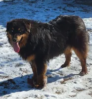Smooch, a male Australian Shepherd for sale in Pueblo, CO – Photo 2 of 3