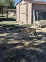 Bjorn, a male Irish Wolfhound for sale in Pueblo, CO – 2 of 3