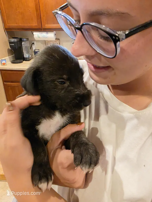Orange – Irish Wolfhound puppy for sale in Pueblo, CO