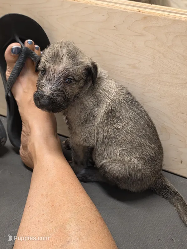 Lime – Irish Wolfhound puppy for sale in Pueblo, CO
