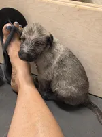 Lime, a female Irish Wolfhound for sale in Pueblo, CO – 1 of 7