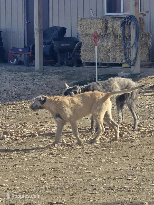 Bjorn – Irish Wolfhound puppy for sale in Pueblo, CO