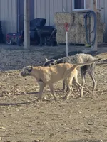 Bjorn, a male Irish Wolfhound for sale in Pueblo, CO – 1 of 3