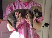 Winnie / Purple, a female Irish Wolfhound for sale in Pueblo, CO – Photo 2 of 2