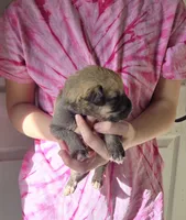 Winnie / Purple, a female Irish Wolfhound for sale in Pueblo, CO – Photo 1 of 2